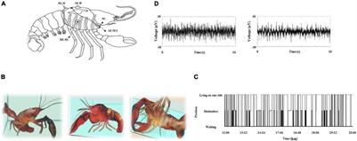 Sleep Phases in Crayfish: Relationship Between Brain Electrical Activity and Autonomic Variables